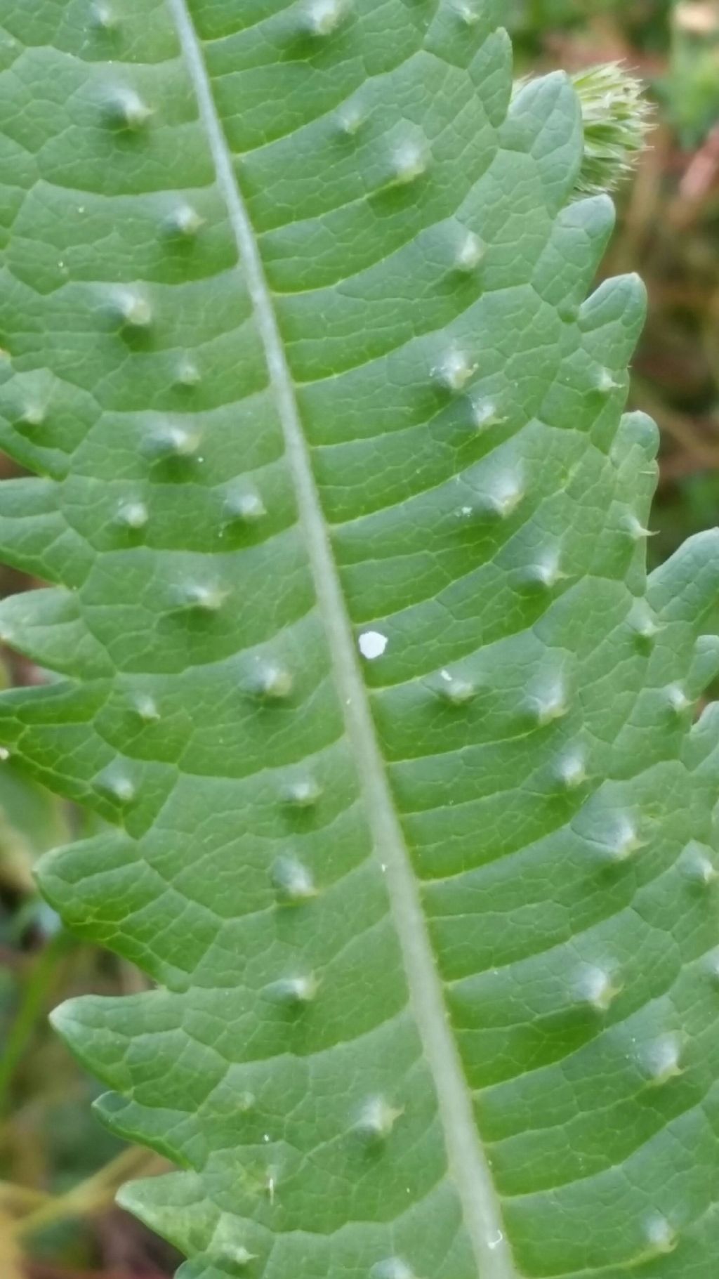 Dipsacus fullonum (Dipsacales - Caprifoliaceae)